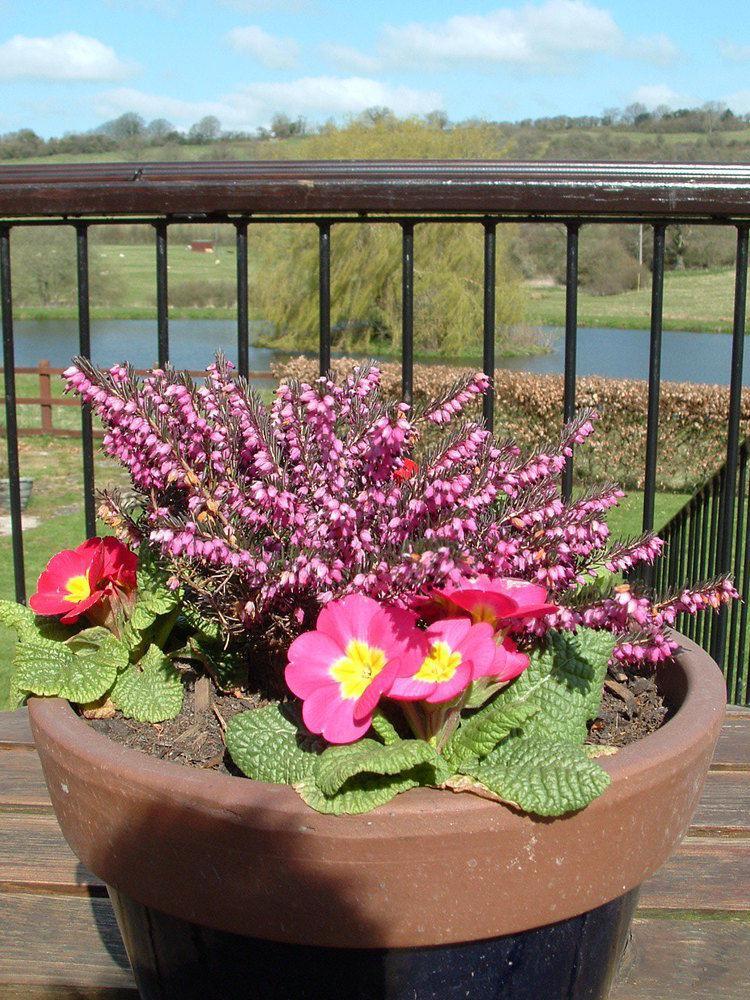 Cameley Lodge - Self Catering Temple Cloud Exteriör bild